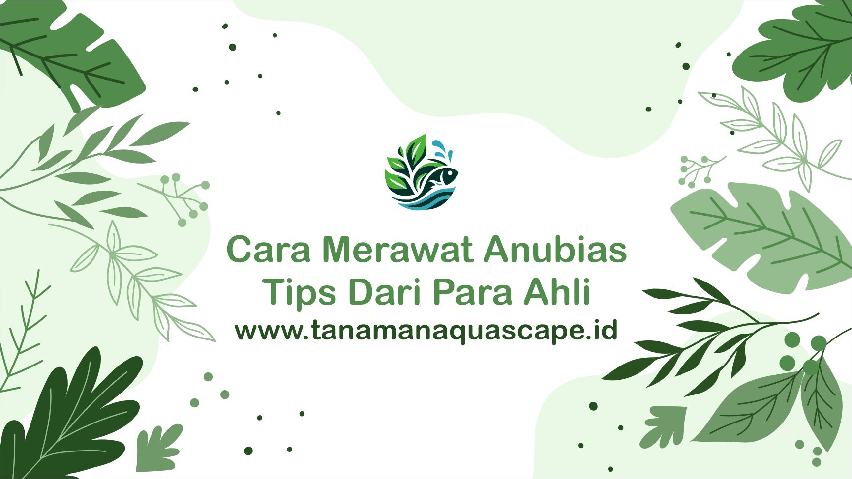 Cara Merawat Anubias : Tips Dari Para Ahli Untuk Aquascaper Pemula ...