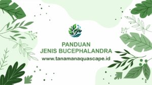 jenis bucephalandra