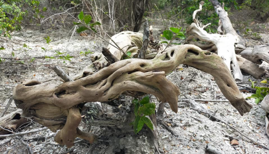 kayu santigi laut