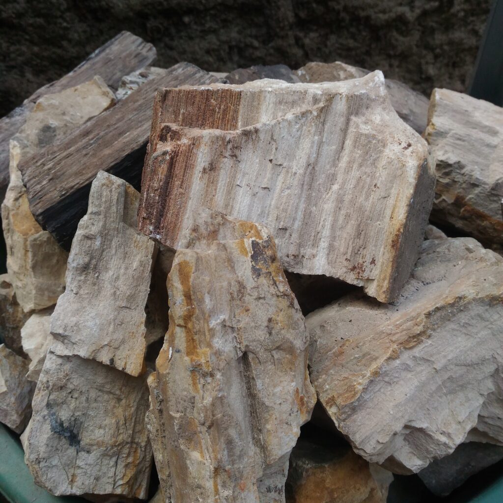 Batu Petrified Wood, kayu fosil