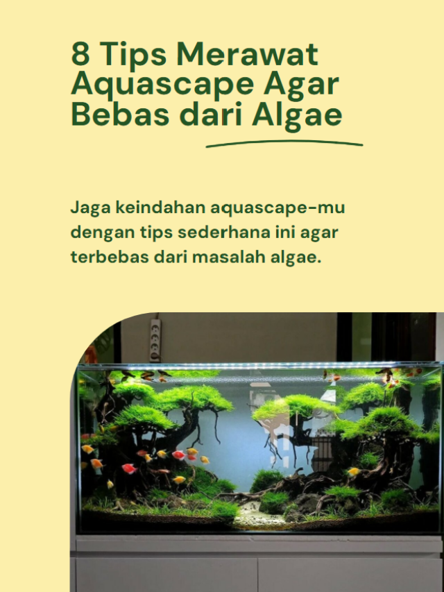 8 Tips Merawat Aquascape Agar Bebas dari Algae!