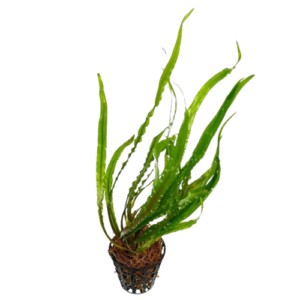 Cryptocoryne spiralis