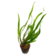 Cryptocoryne spiralis