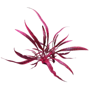 cryptocoryne spiralis red tiger