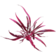 cryptocoryne spiralis red tiger