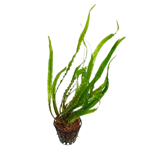 Cryptocoryne spiralis