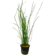 vallisneria nana